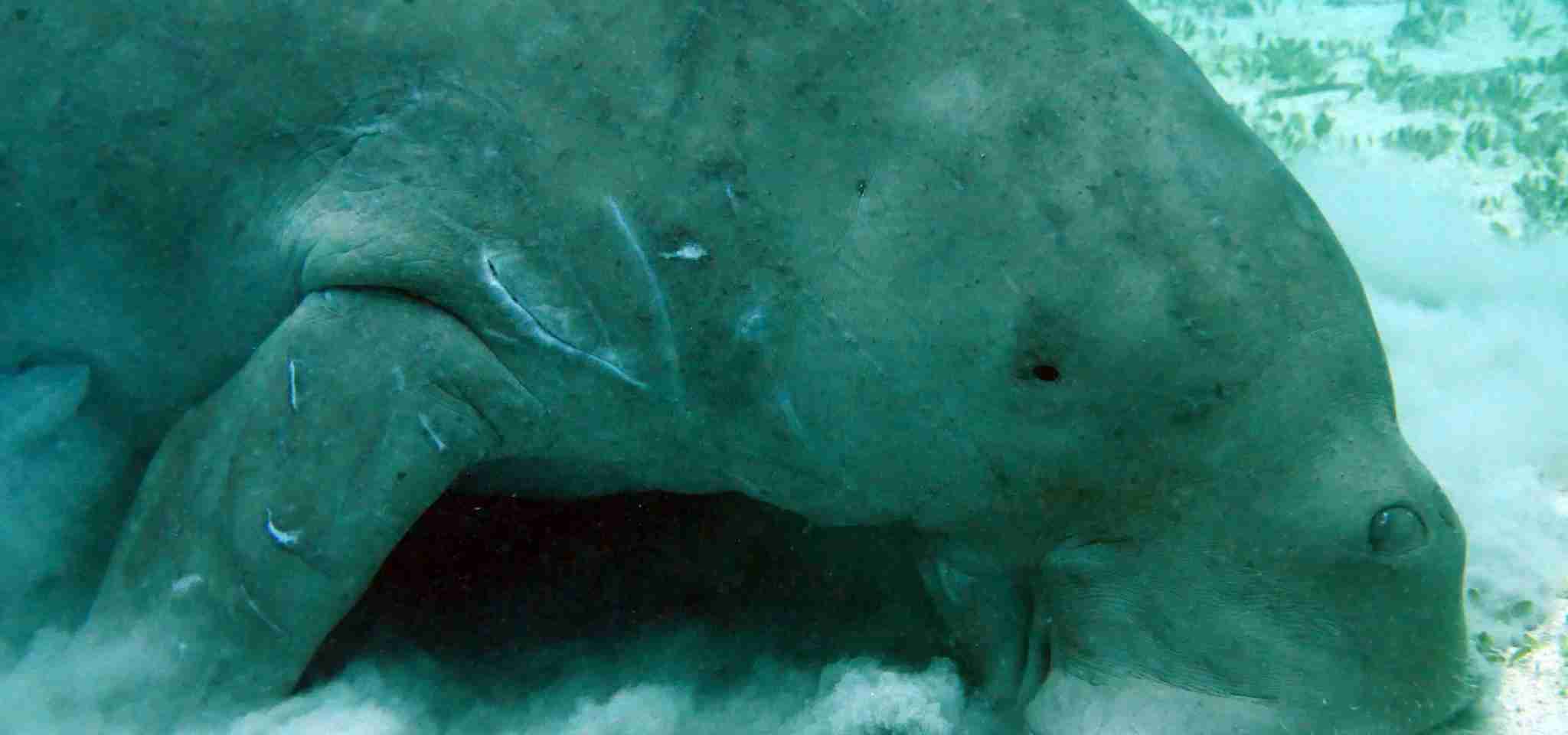 We spent more than 1 hour with this Dugong underwater, and she kept coming up so close to be able to take this shot. Water a little hazy.