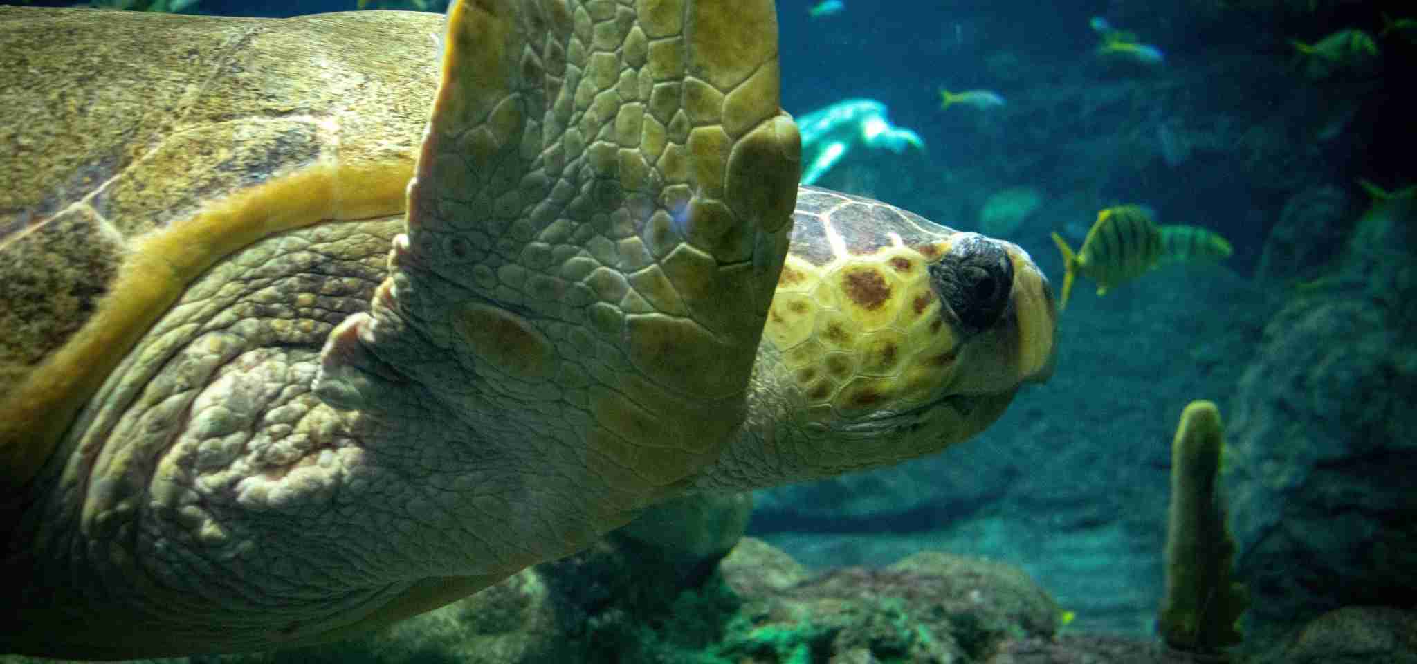 Flying Turtle